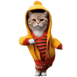 tiktok_cats_animals sticker 62