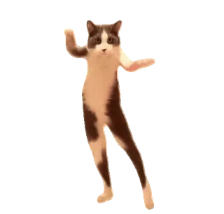 tiktok_cats_animals sticker 64