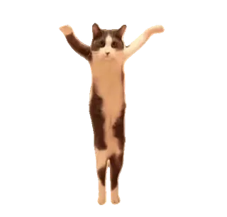tiktok_cats_animals sticker 65