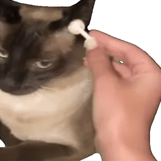 tiktok_cats_animals sticker 8
