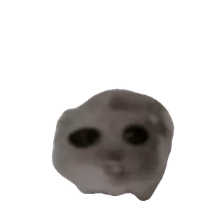 tiktok_cats_animals sticker 9
