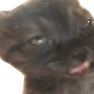 tiktok_cats_animals sticker 10