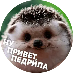 Упоротые ёжики Telegram sticker pack