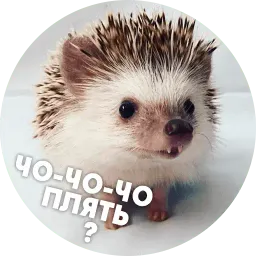 Упоротые ёжики sticker 2