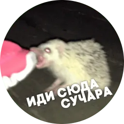 Упоротые ёжики sticker 6