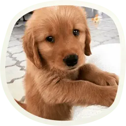 Милые собачки sticker 2