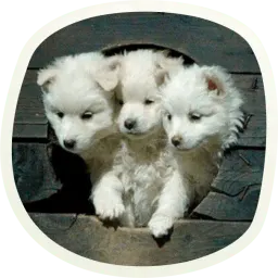 Милые собачки sticker 5