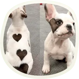 Милые собачки sticker 6