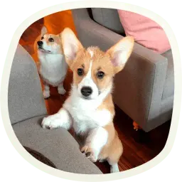 Милые собачки sticker 9