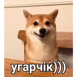 Видеодоги sticker 4