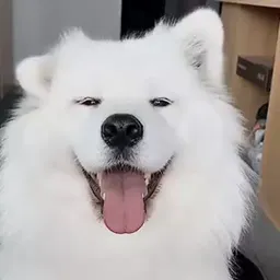Видеодоги sticker 9