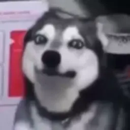 Видеодоги sticker 10