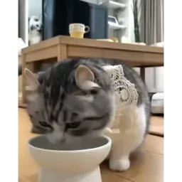 Видео мемы sticker 9