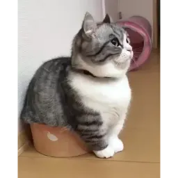 Видео мемы sticker 10