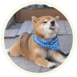 Акита-Ину sticker 2