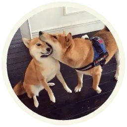 Акита-Ину sticker 6