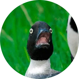Упоротые птички Telegram sticker pack