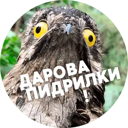 Упоротые птички sticker 12