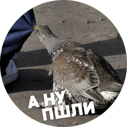 Упоротые птички sticker 4