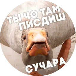 Упоротые птички sticker 8