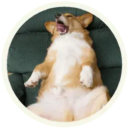 Корги Telegram sticker pack