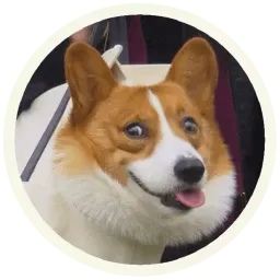 Корги sticker 2