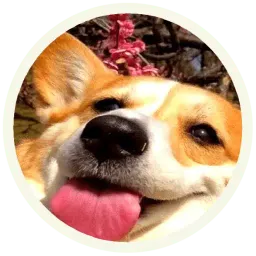 Корги sticker 11