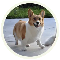 Корги sticker 12