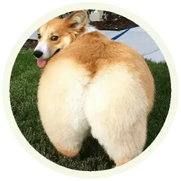 Корги sticker 3