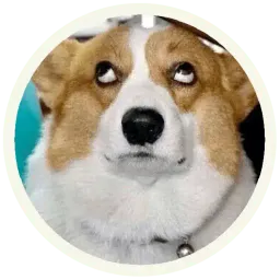 Корги sticker 5