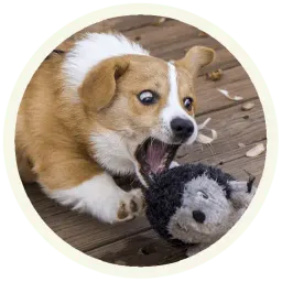 Корги sticker 6