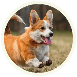 Корги sticker 8