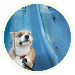 Корги sticker 9