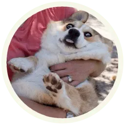 Корги sticker 10