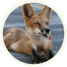 Fox Telegram sticker pack