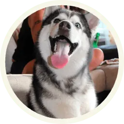 Хаски Telegram sticker pack