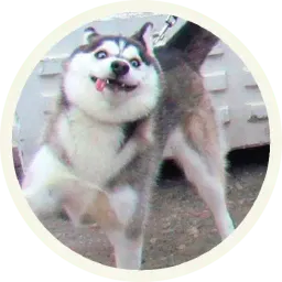 Хаски sticker 2
