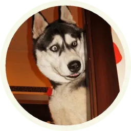 Хаски sticker 3