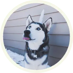 Хаски sticker 9