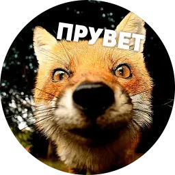 Мемные лисухи Telegram sticker pack