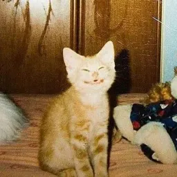 Смешные морды котов Telegram sticker pack