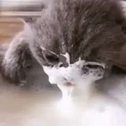 Смешные морды котов sticker 11