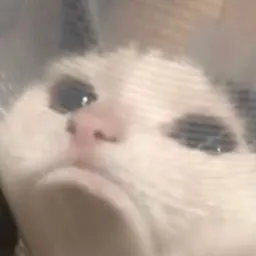 Смешные морды котов sticker 12