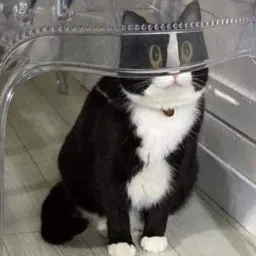 Смешные морды котов sticker 5